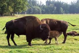 Comuna cu cei mai mulţi bizoni din ţară