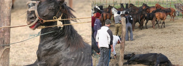 Caii din Letea au fost salvaţi: „Tocmai eliberăm caii”