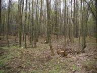 Prefectul Eugeniu Avram cere verificări la gaterele din judeţ şi acţiuni drastice împotriva defrişărilor ilegale din păduri