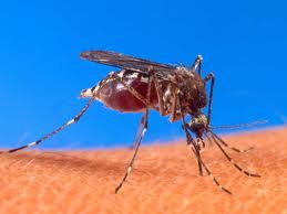 Cum să ţii ţânţarii departe de casa ta