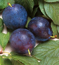 Prunele – sursă de sănătate şi vitalitate