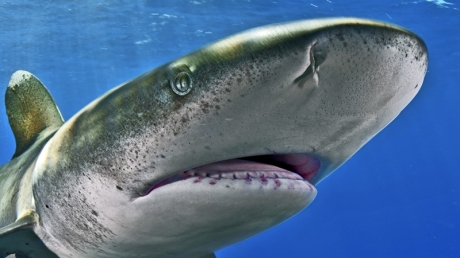 O substanţă produsă de rechini ar putea vindeca hepatita