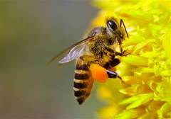 Pesticidele distrug coloniile de albine