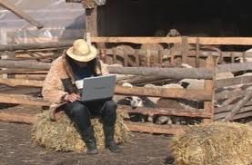 Ciobanii ţin pasul cu tehnologia – mieii de Paşte, vânduţi pe Internet