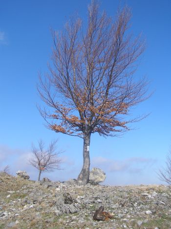 Stejarul solitar