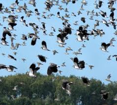Monitorizarea păsărilor organizată cu ocazia evenimentului ecologic ”Ziua Mondială a Zonelor Umede”