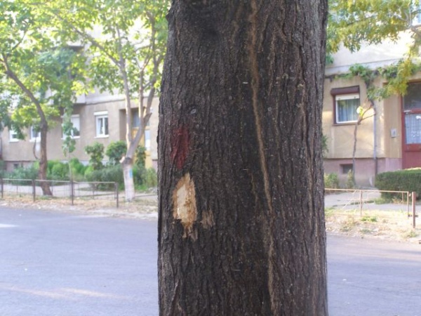 cartiere tasieri copaci