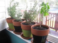 Pregăteşte plantele de apartament pentru primăvară