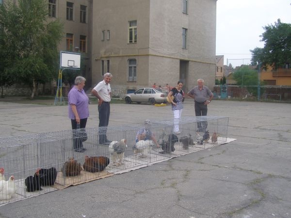 porumbei 1vizitatori