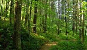În ultima zi de guvernare Ponta a dat 86% din pădurile ţării