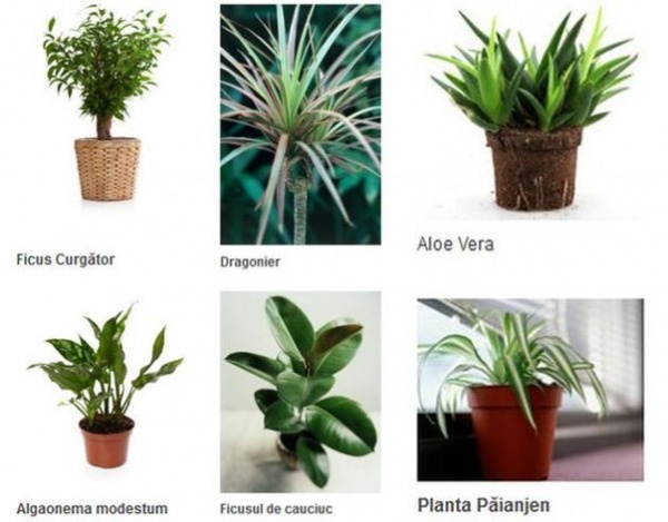 6 plante de apartament care purifică aerul