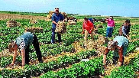 Satul sătmărean care alimentează jumătate de țară cu căpșuni