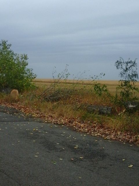 plopi taiati Ianculesti