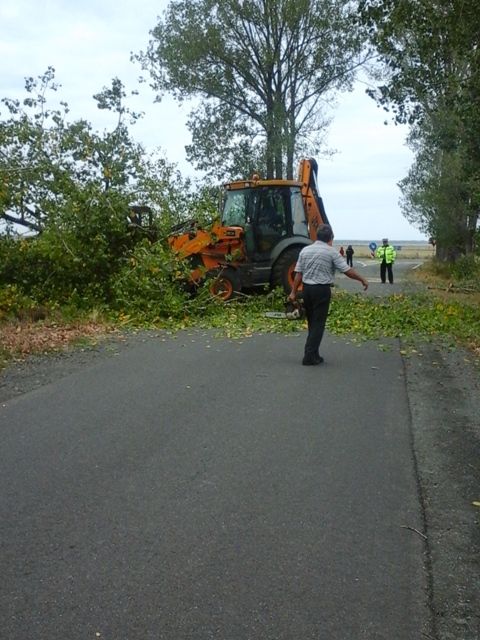 plopi taiati ianculesti13