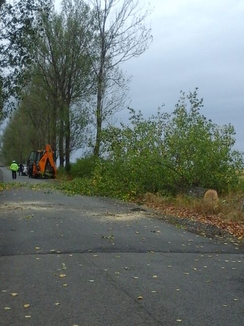 plopi taiati ianculesti3