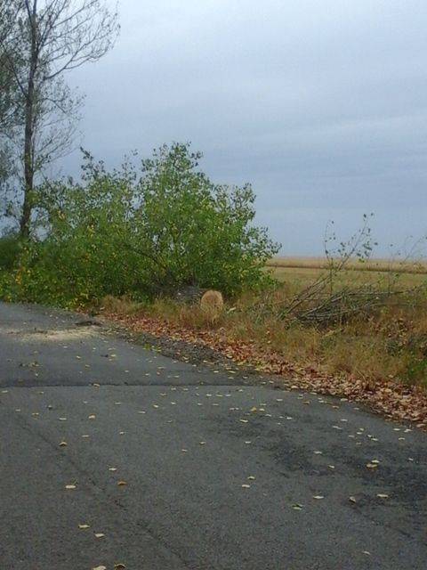 plopi taiati ianculesti6