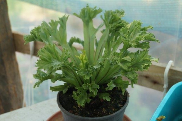 feriga cuib de pasare