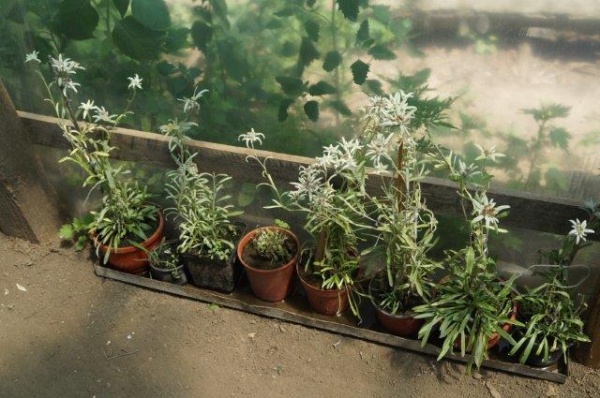 flori de colt piscolt