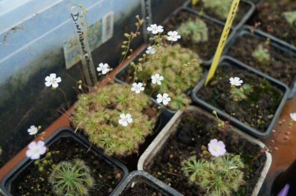 piscolt plante carnivore