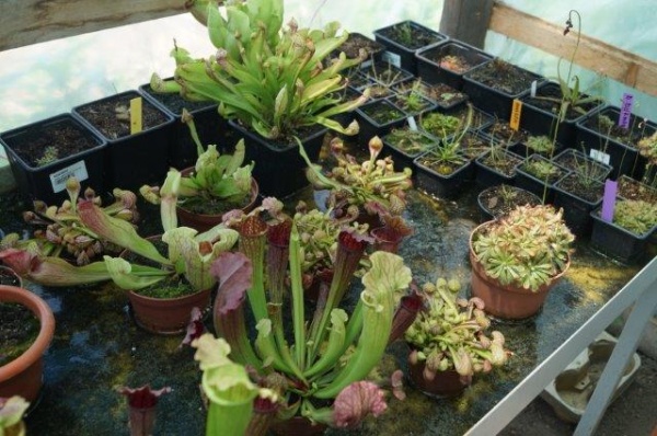 piscolt plante carnivore1