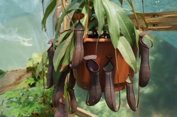 planta carnivora piscolt