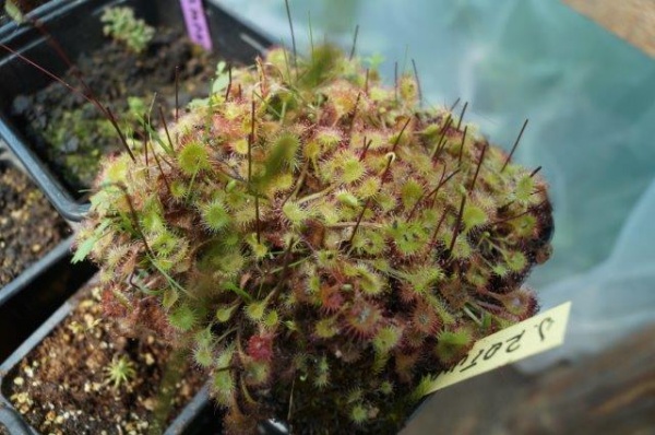 roua cerului piscolt