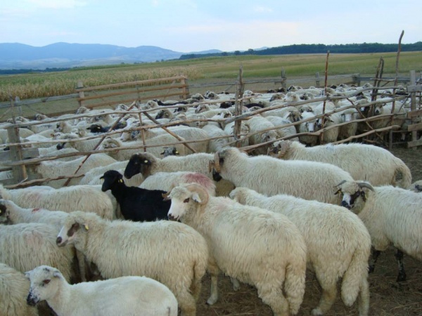 Oierii români aruncă anual pe apa sâmbetei lâna de la peste 10 milioane de oi!