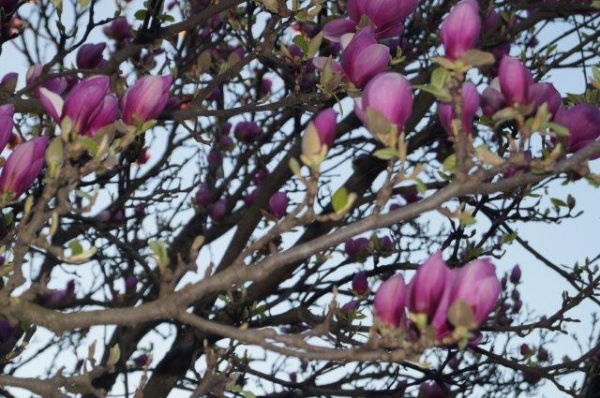 Simfonie de primăvară. Au înflorit magnoliile