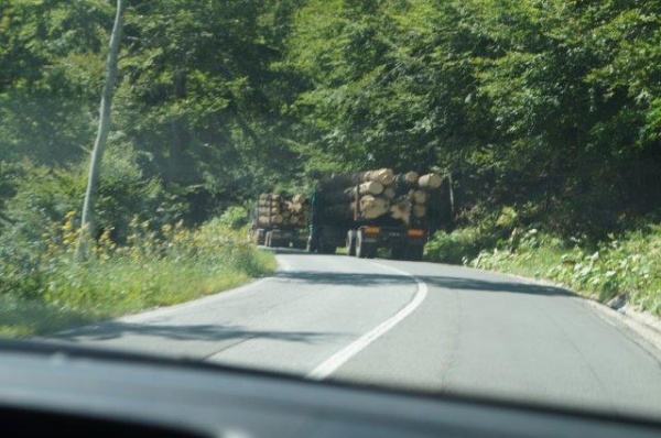 Scad tăierile ilegale din fondul forestier