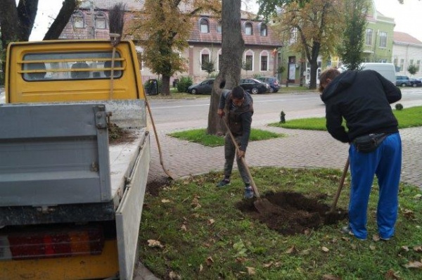 soclu eminescu carei