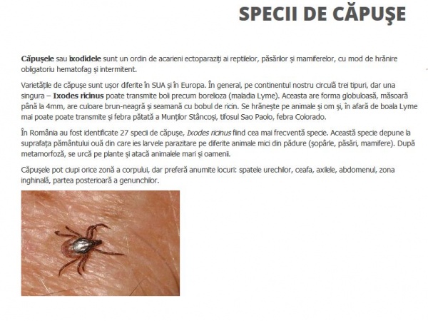 capusa1