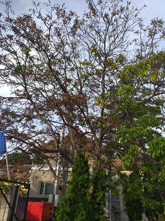 nuc frontiera3