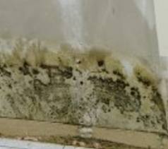 Tratarea unui perete infestat cu mucegai