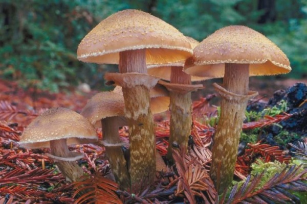 Ciupercile “magice” ar putea avea beneficii asupra personalităţii