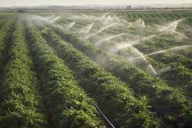 Constantin: Producătorii agricoli pot beneficia, de joi, de energie mai ieftină cu 20% pentru irigaţii