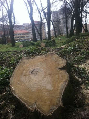 Deşertificarea României.Oraşele trebuie să aibă cel puţin trei copaci la un locuitor