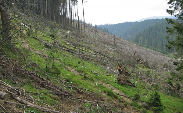 Au mai rămas 2, DOUĂ, ha de pădure proprietate publică în Munții Bihorului