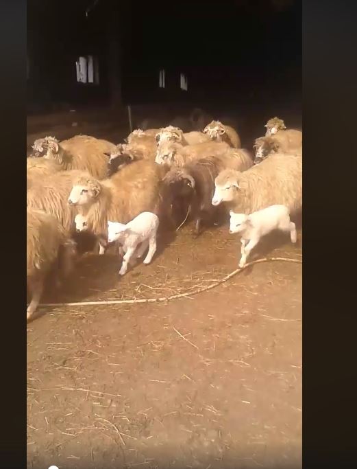 Crescătorii de oi din Săcășeni au fost scoși din saivane