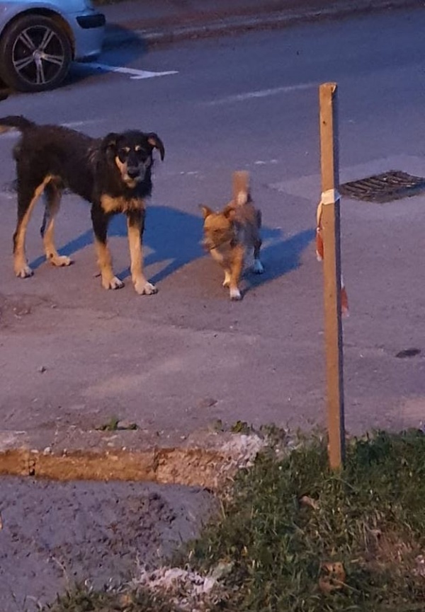 Doi câini terorizează careienii din cartierul Mihai Viteazul I