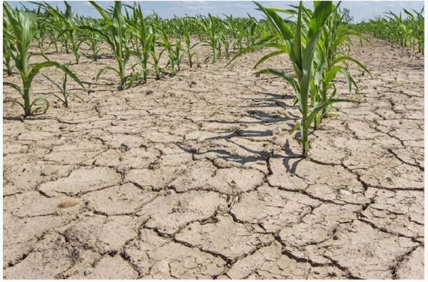 Evaluarea pagubelor agricole produse de seceta extremă în 24 de UAT-uri din județul Satu Mare