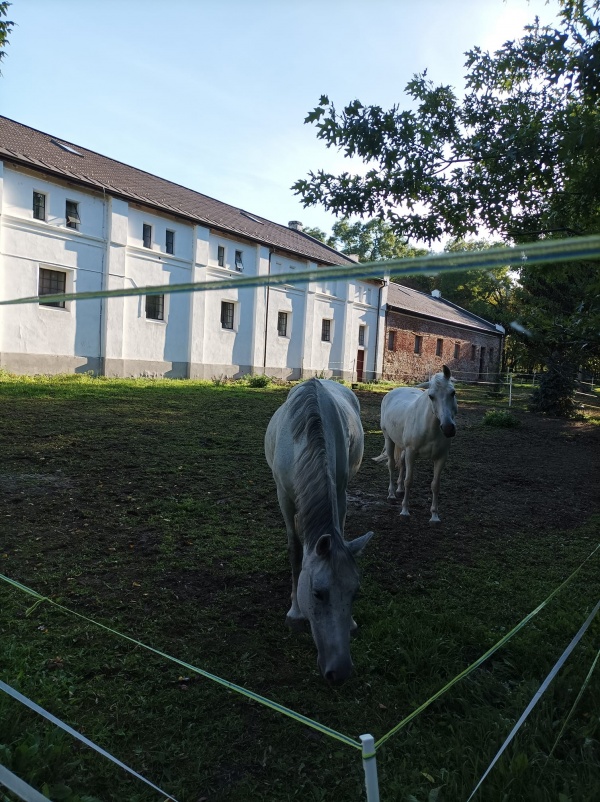 Țarc pentru cai la un obiectiv din Lista Monumentelor istorice din Carei la mică distanță de Spitalul Municipal