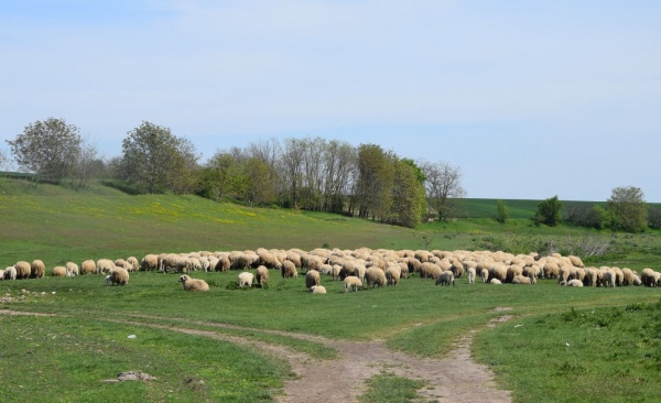 Doi tineri cu peste o mie de oi din Ianculești au fost lăsați fără pășune de către Primăria Carei. VIDEO
