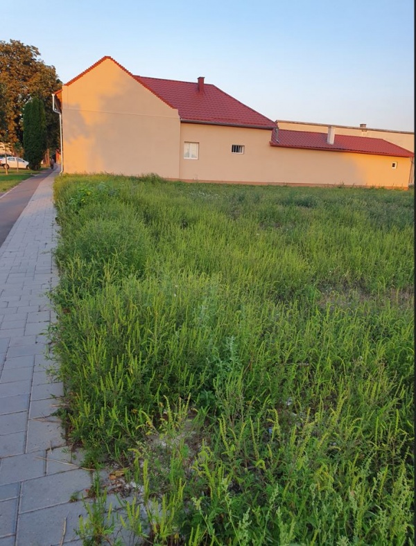 Cultură de ambrozie la Carei pe strada Someș