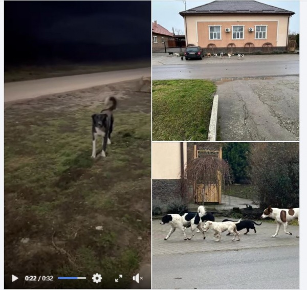 Sătenii din Tiream vor protecție împotriva haitelor de câini vagabonzi. VIDEO