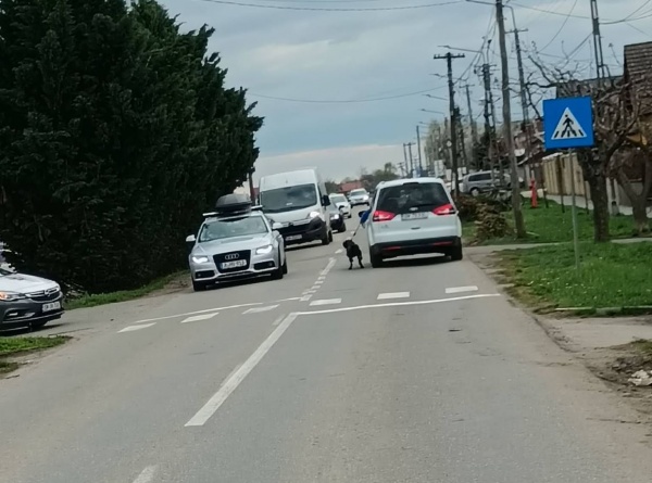 Amendă pentru proprietarul câinelui tras cu lesa din mașină