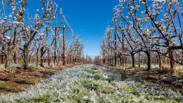 Fermierii cu culturi afectate de îngheț pot depune înștiințare la Registrul agricol din cadrul primăriei Carei